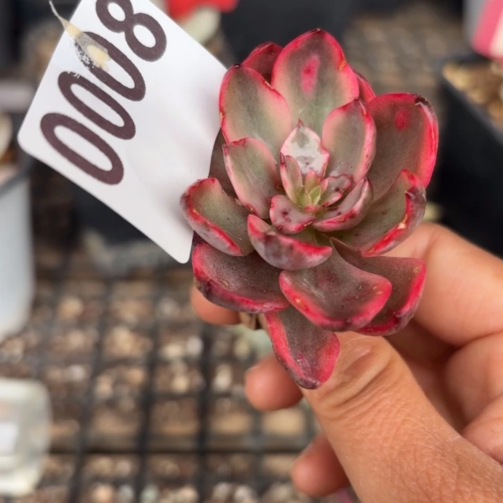 多肉植物满18包邮当场凑单