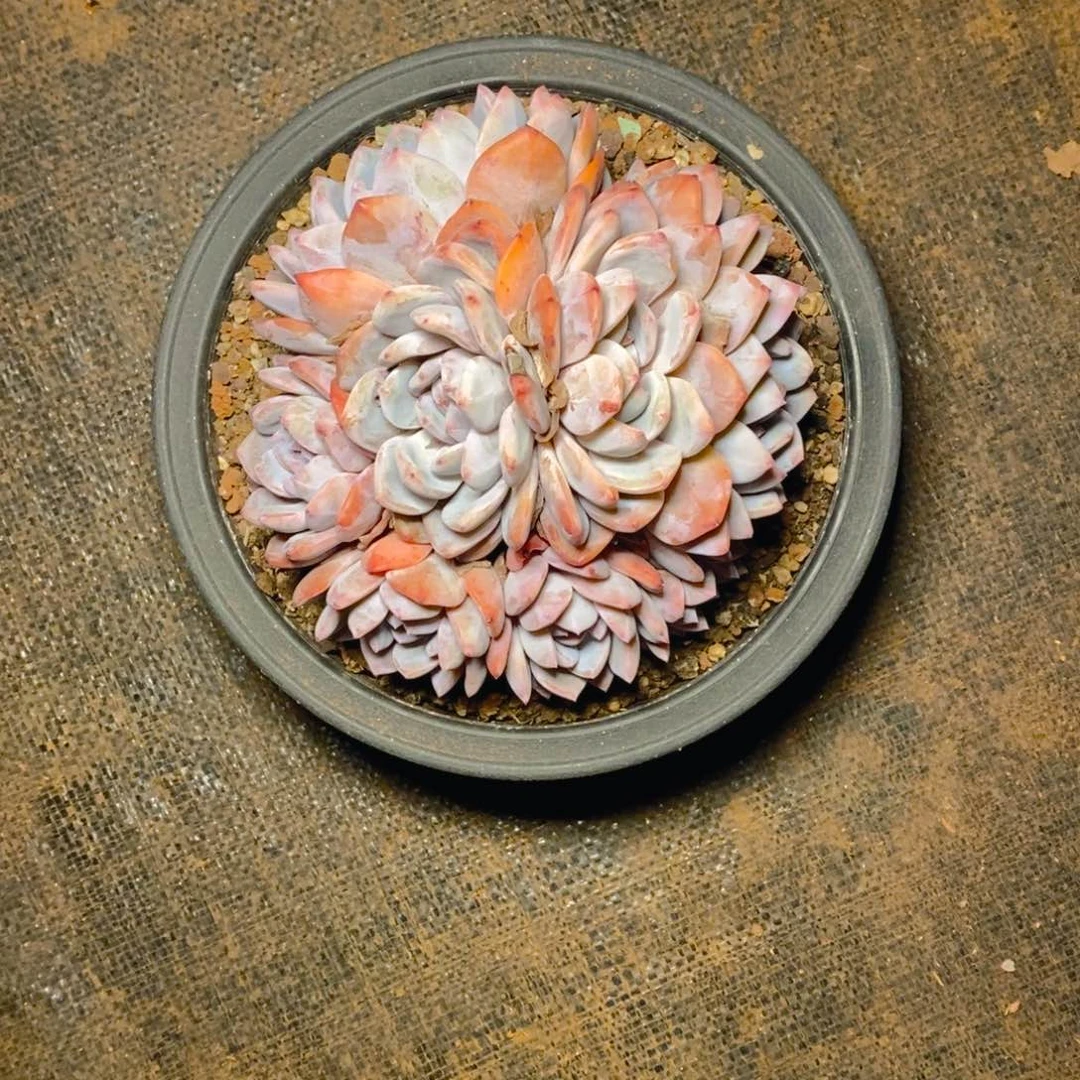 曦*星影自然群1111111