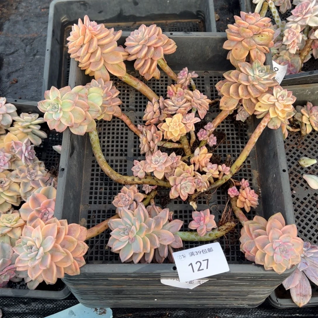 127紫乐锦老桩多肉植物