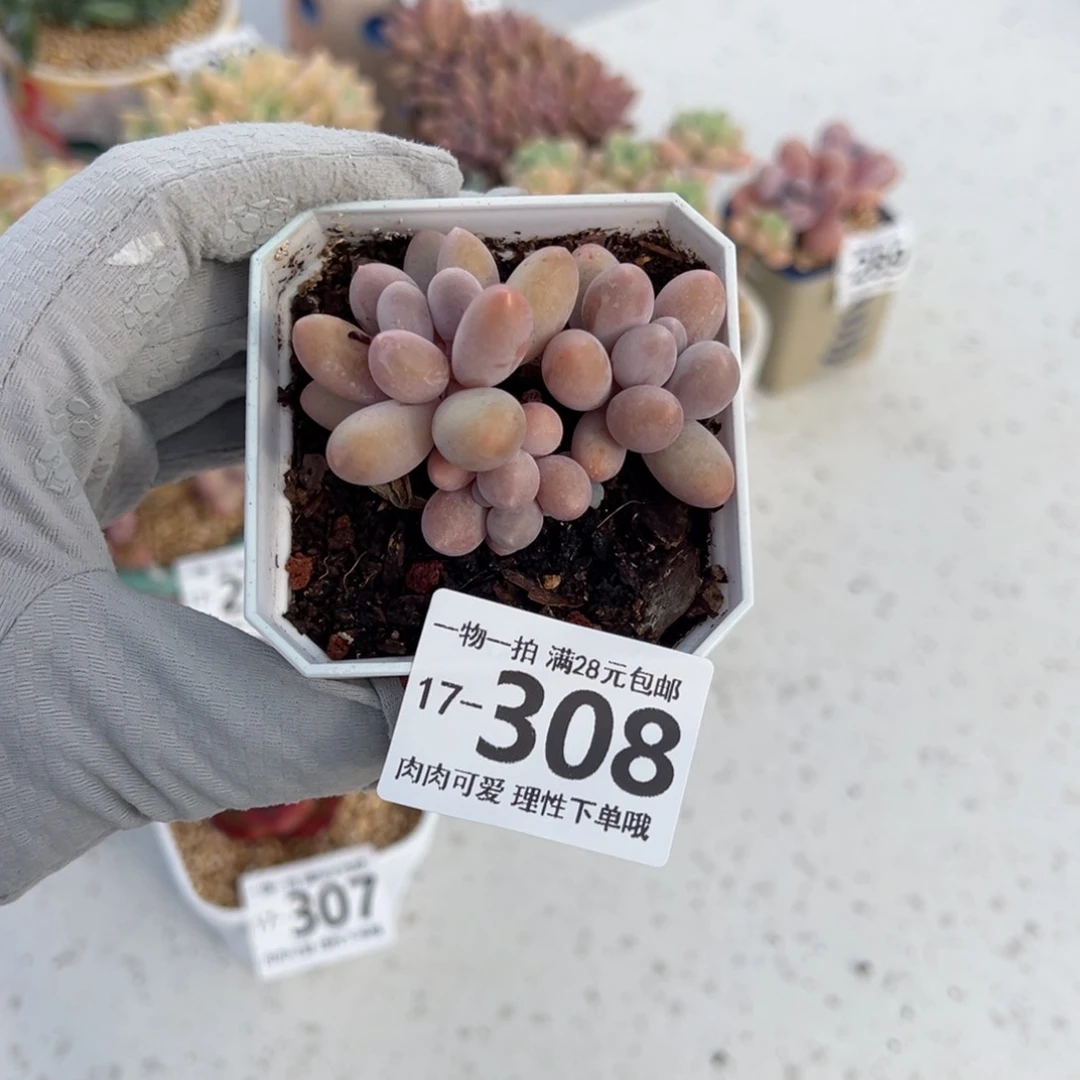 汤圆多肉多多肉多肉