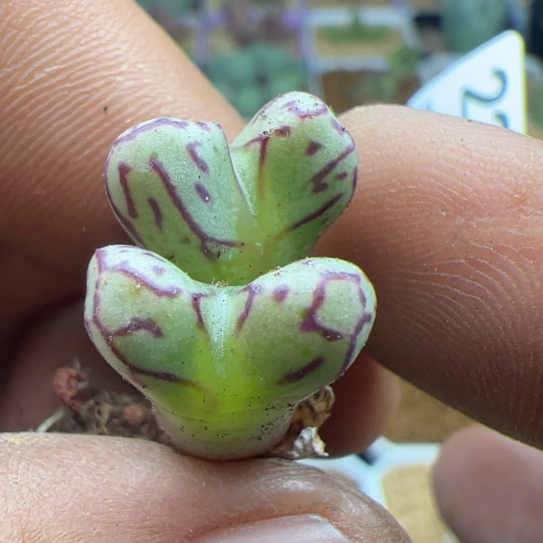 大家过年好22317