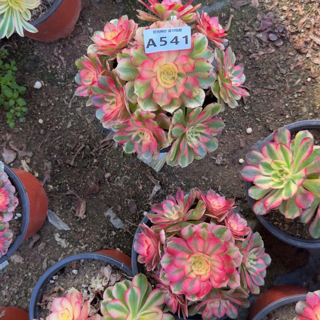 541荔枝。多肉植物