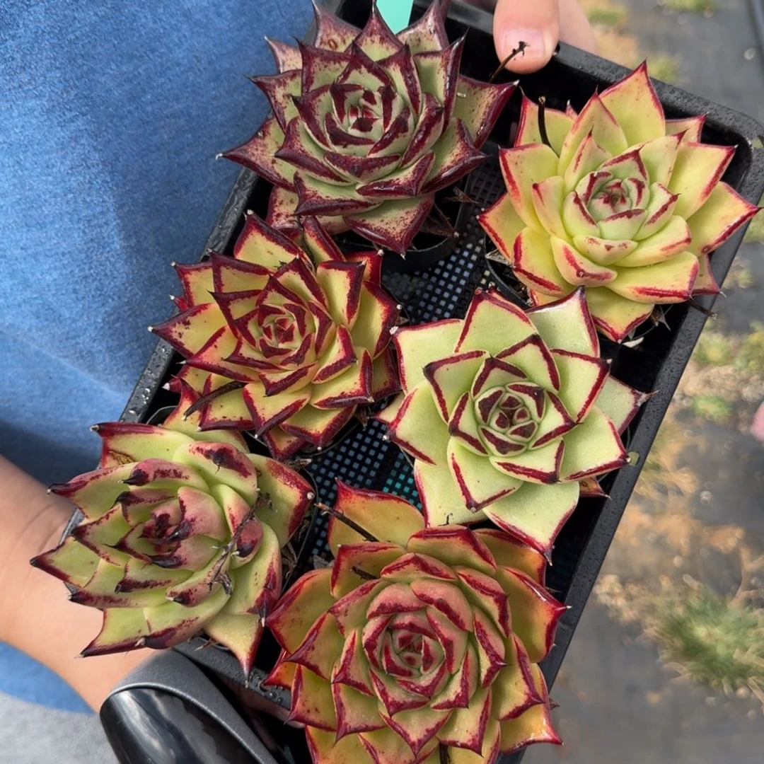 从前慢花园多肉编号1113-62