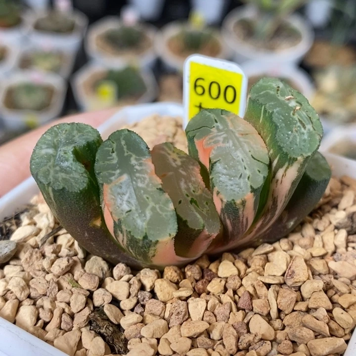 600号北斋玉扇锦多肉