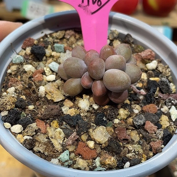 糖果834号的啊啊啊多肉啊啊