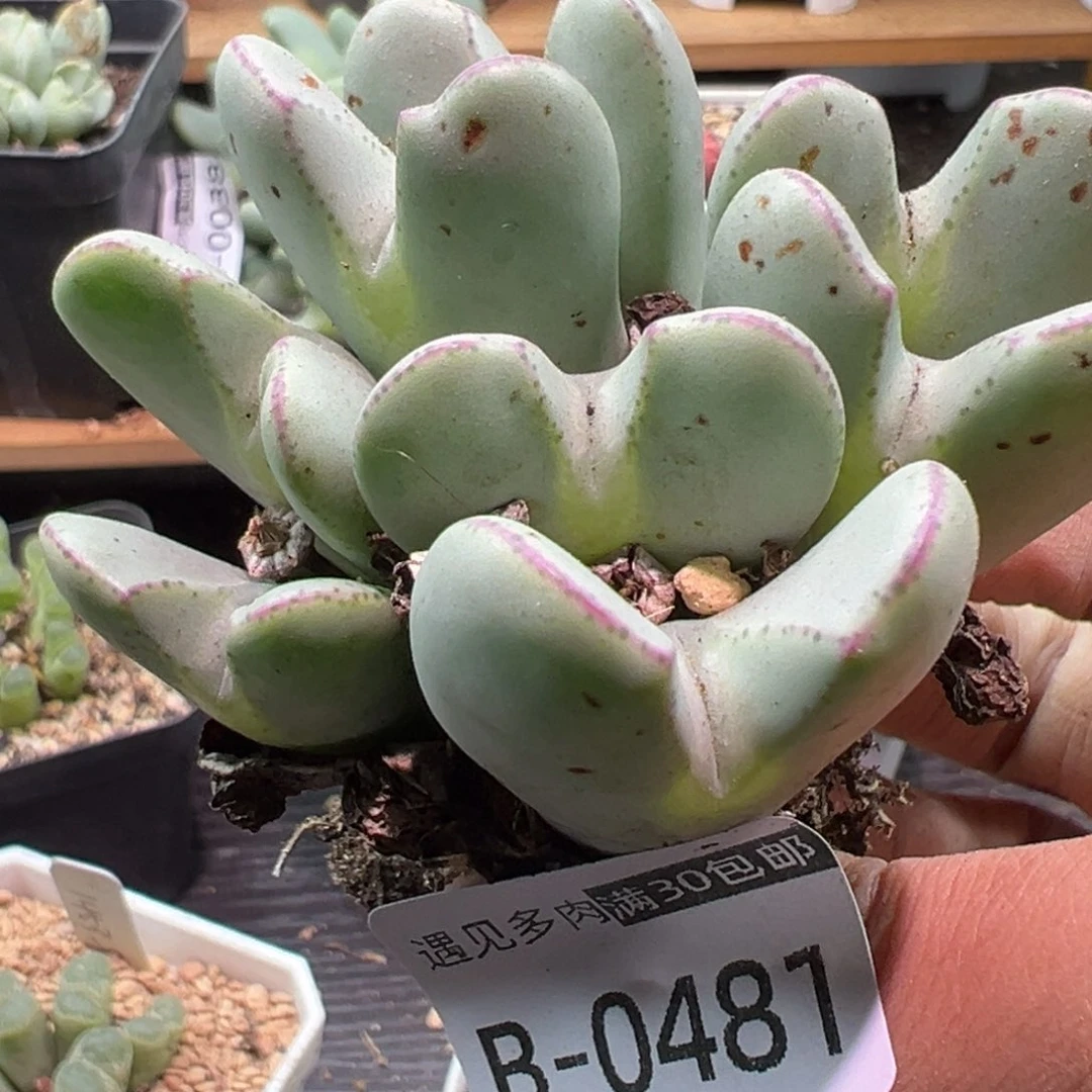 多肉植物111111111111