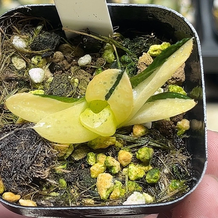 81紫禁城锦（根弱）