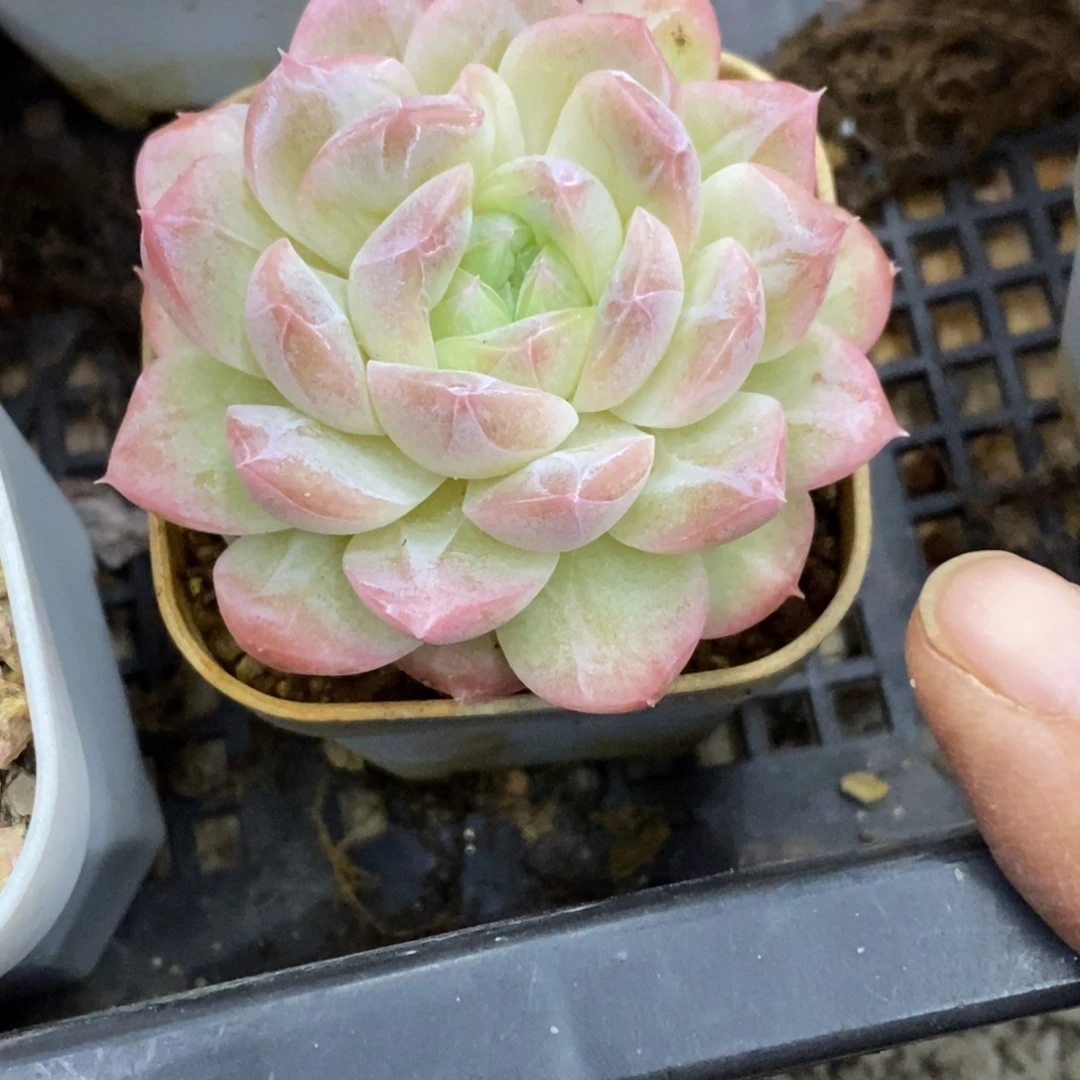 精品多肉一物一拍不包整133