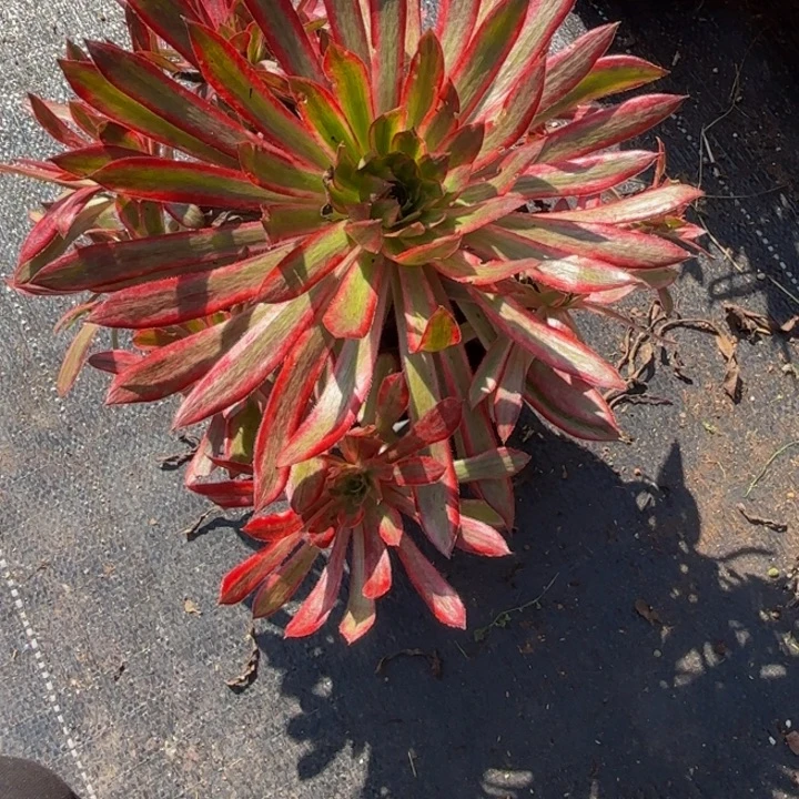 云南惊鸿法师多肉5号