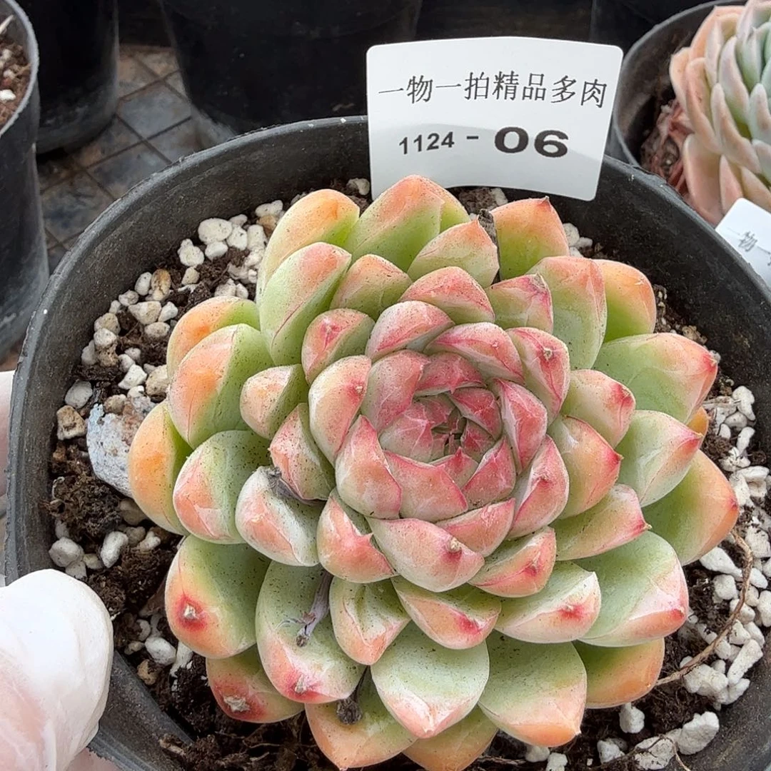 1124-06单颗多肉，