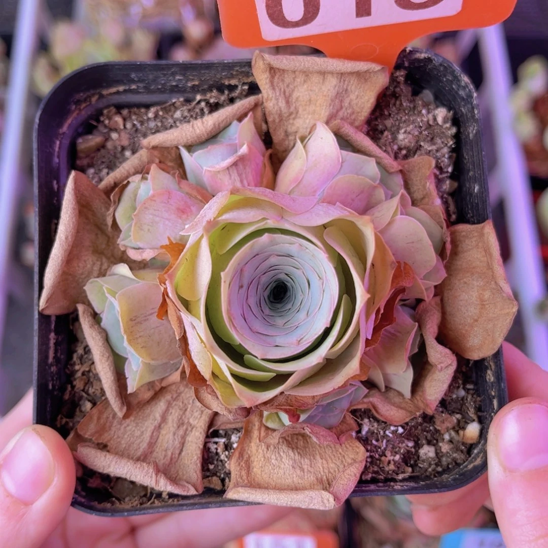 单品一物一拍015号