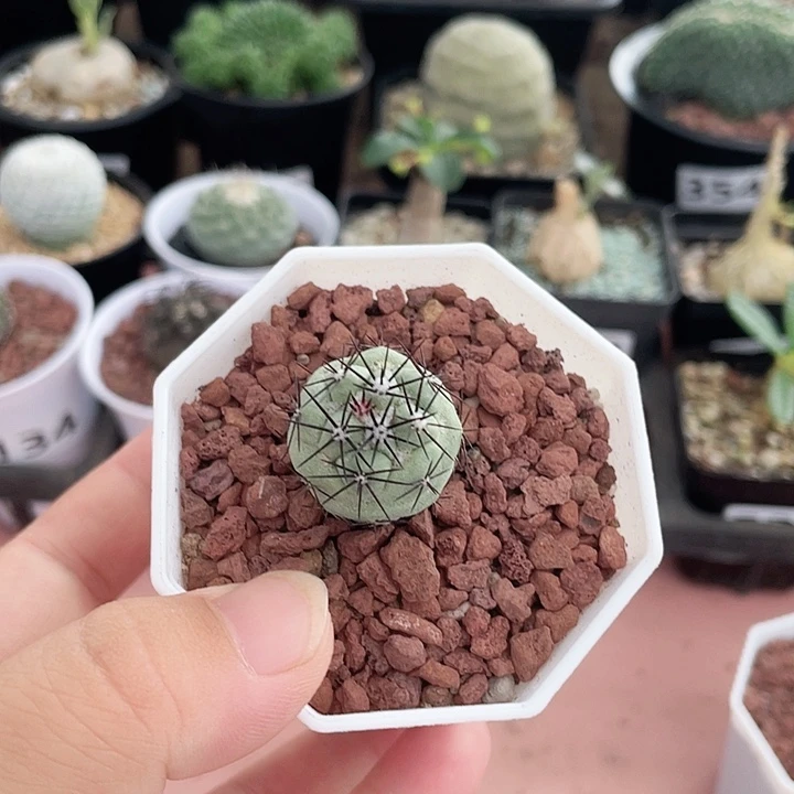 436帝王丸仙人球