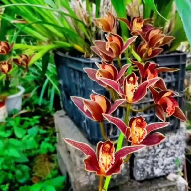 云南老品种兰花好种易活花大花奇花香