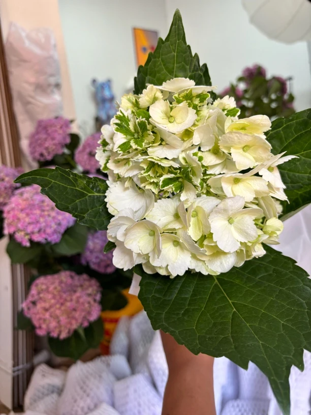 【花甜悦夏优选】绣球鲜切花一物一拍（百分之十不售后3个订单包邮