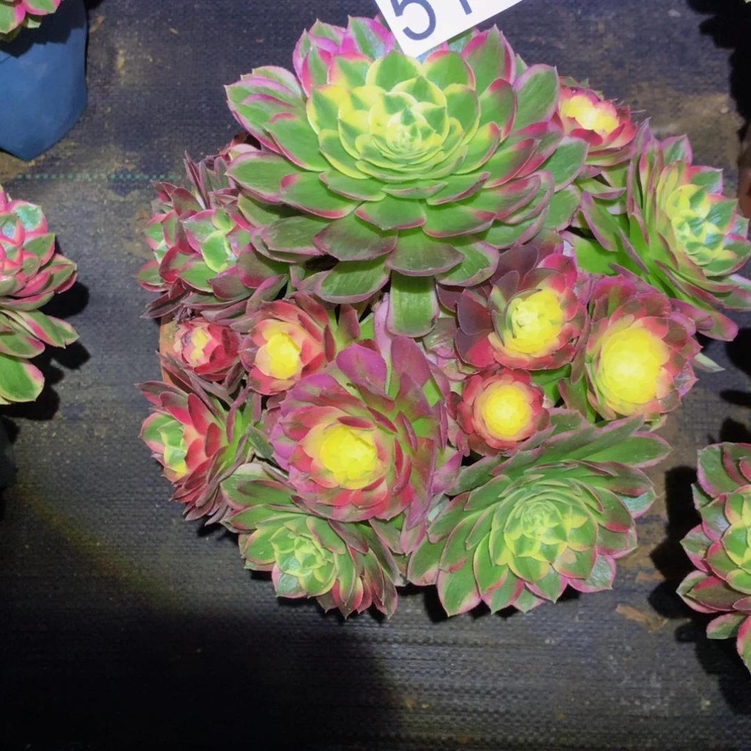 筝***筝法师多肉植物511海仙