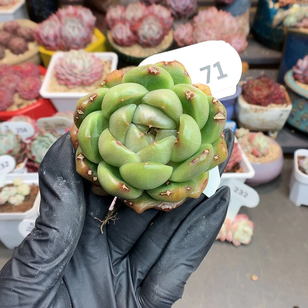 71 莱拉珍妮母本