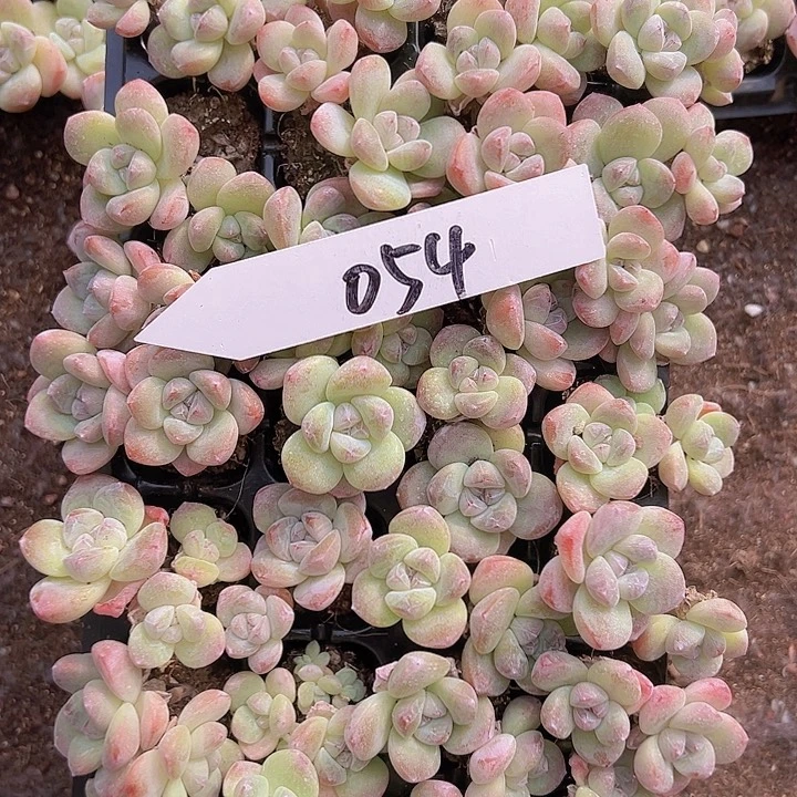 054双头带桩奶油冰玉！