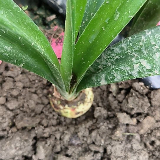 当前无花栽培后可以开花汤姆直径4.9CM左右