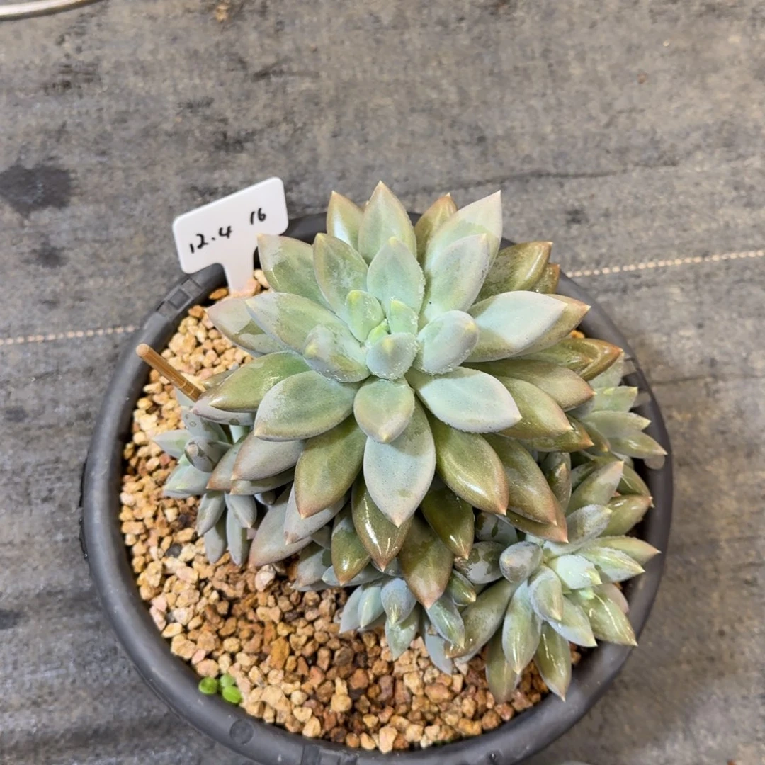 b***d一物一拍完美手捧黄胖哥特多肉16