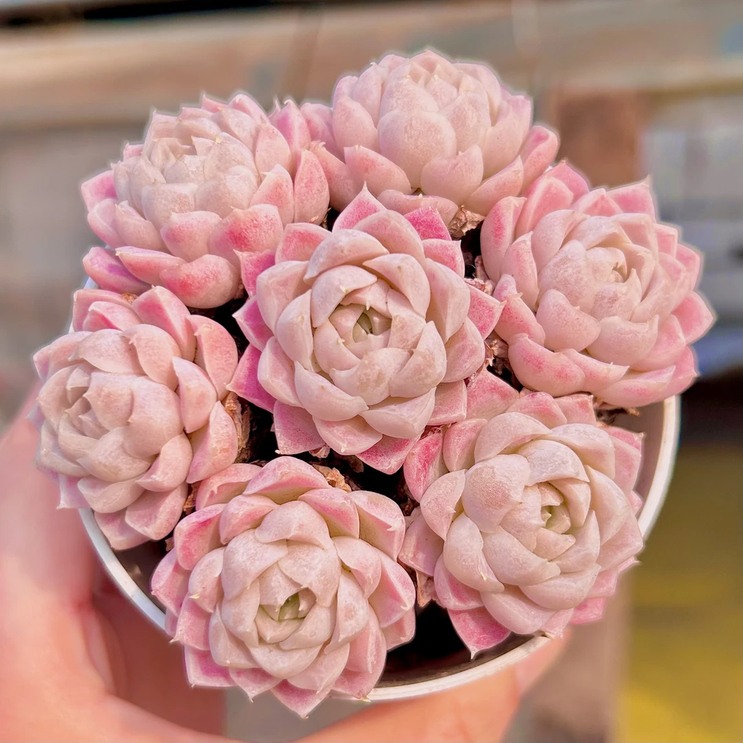 状态粉月影小苗带土球  多肉植物