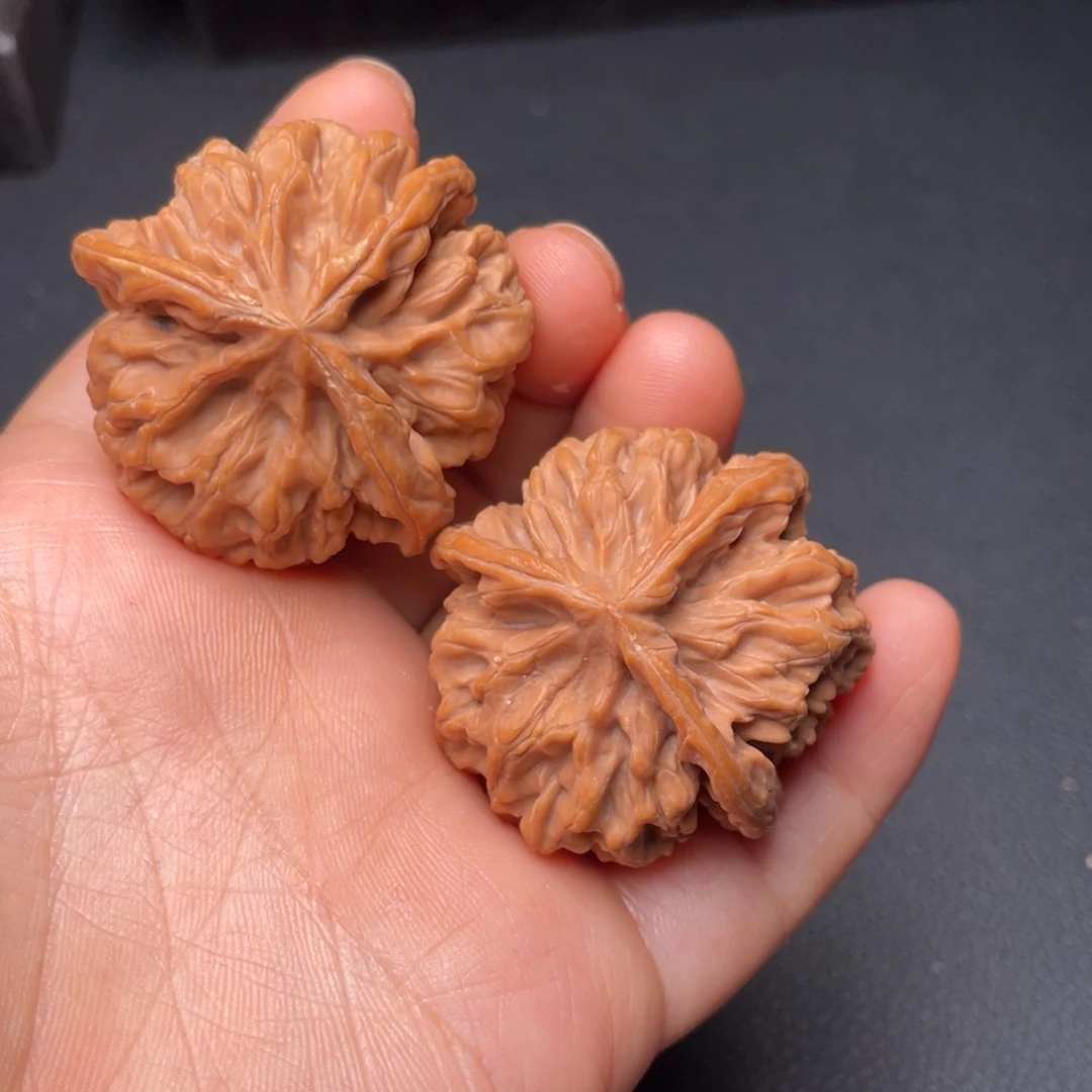 秦岭山脉核桃核桃