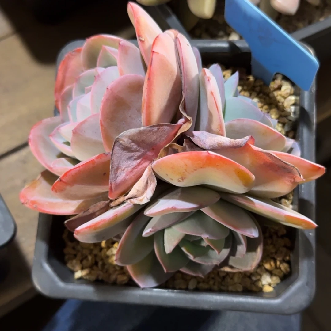 布鲁蓝111111111111111111111