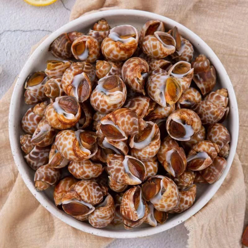 鲜活速冻花螺东风螺翡翠螺海螺猫眼螺无沙