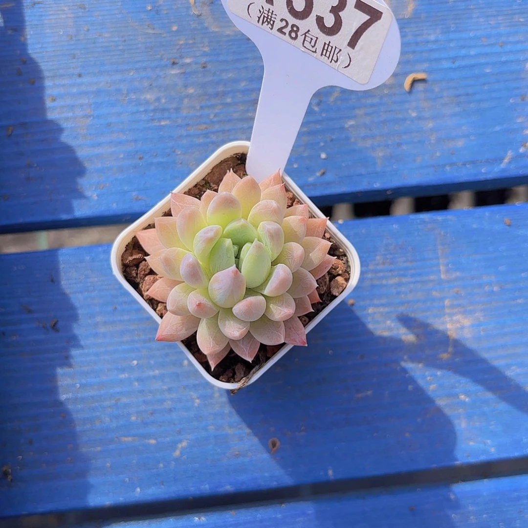 A6537虞美人一物一拍