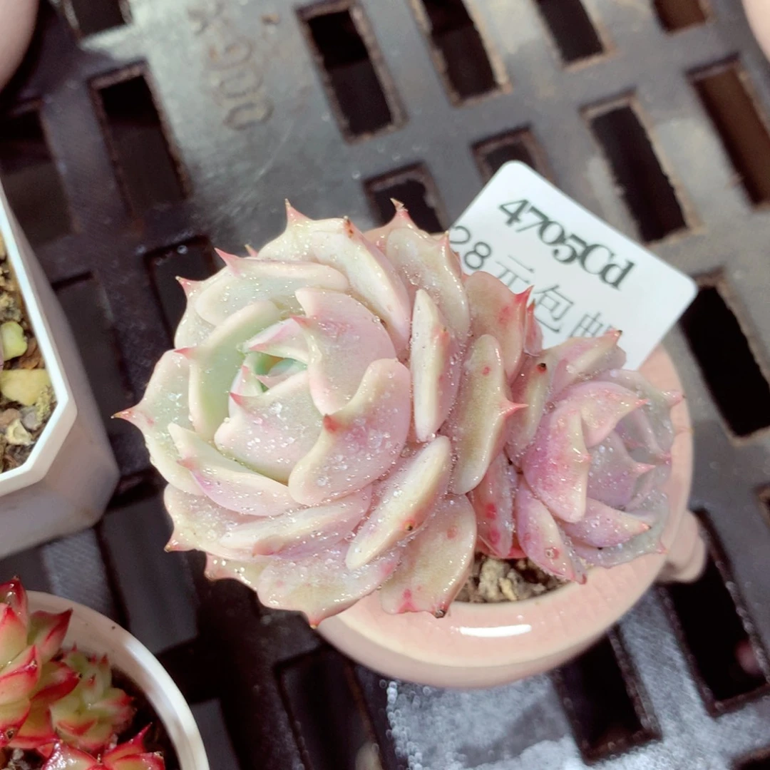 5厘米盆精控多肉4705