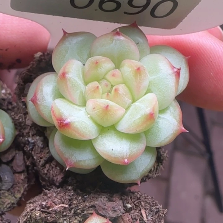 胖子麦秆     690