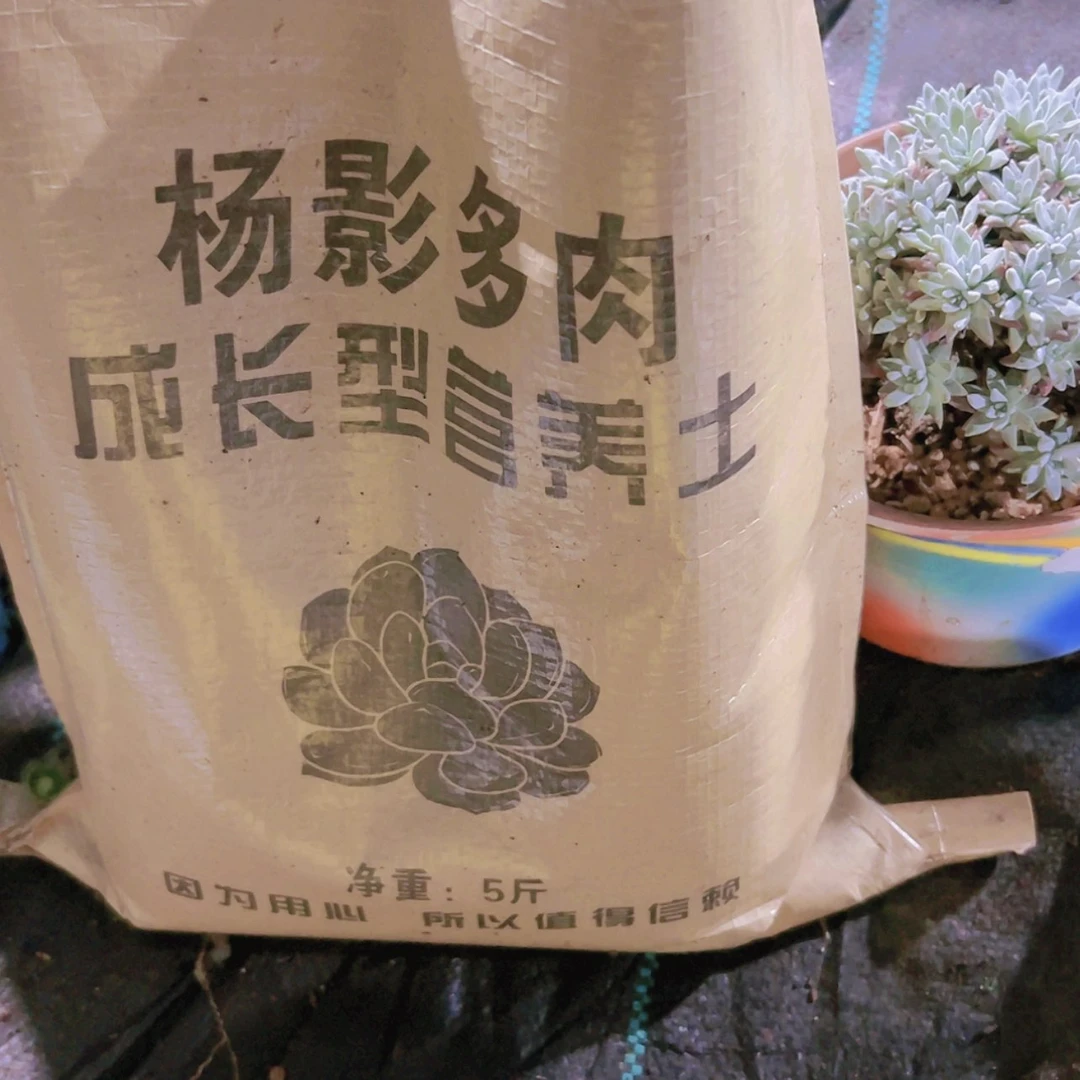 【闪购商品】法师九尾狐土