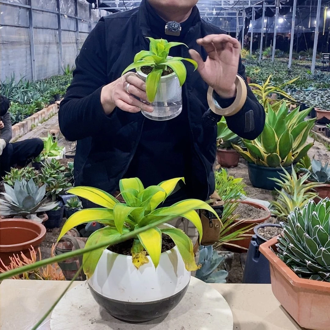 狐尾侧芽一颗（冠幅10厘米左右不带盆量拍）