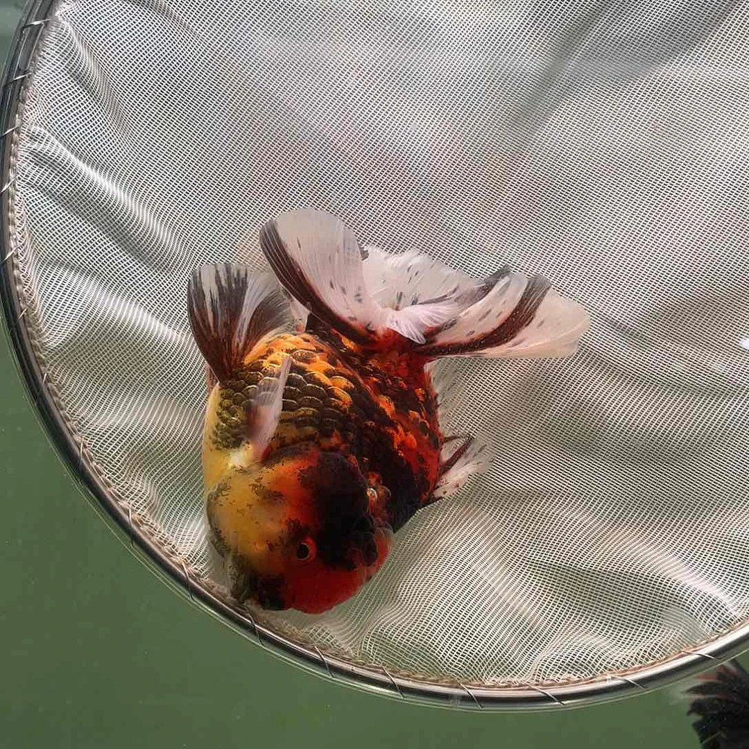 金鱼A****店活体金鱼运费到付