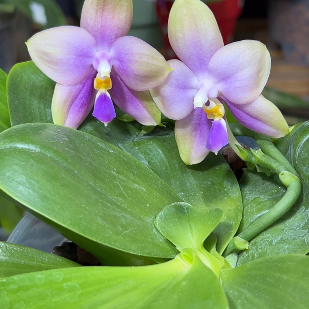 大部分开放少量花苞双苗连体蓝贝交品