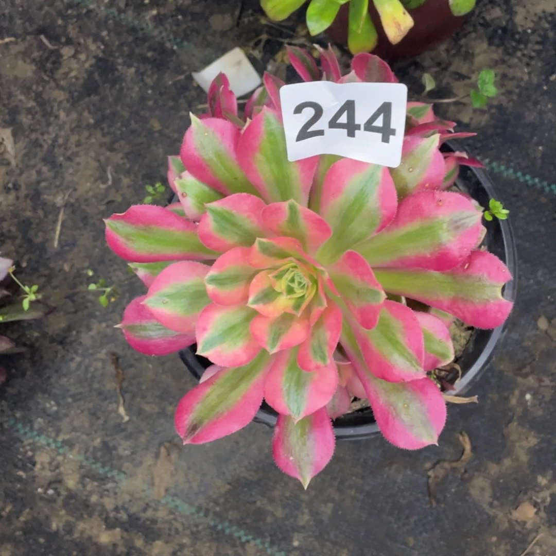 244号肥女巫便宜处理不售后