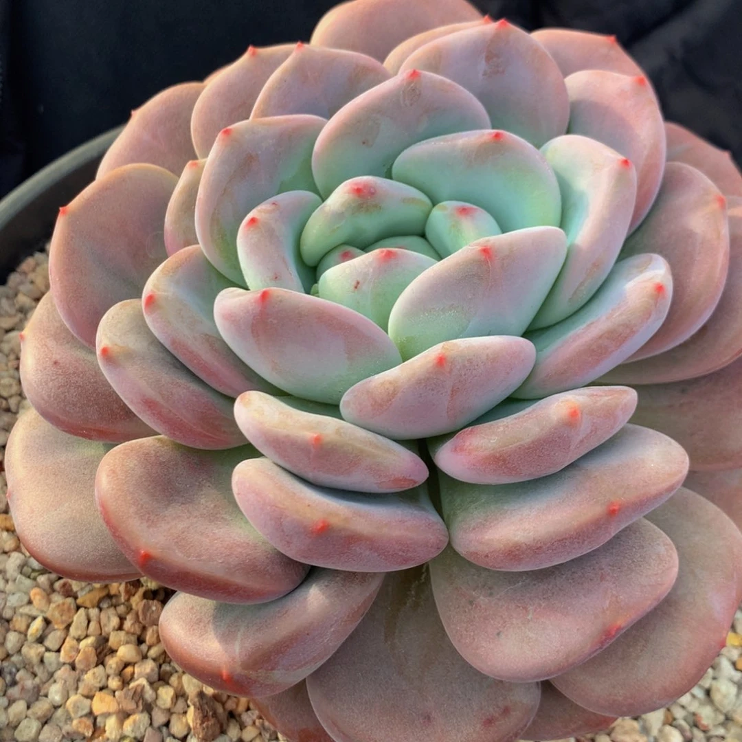 ?****?大幂幂111111111