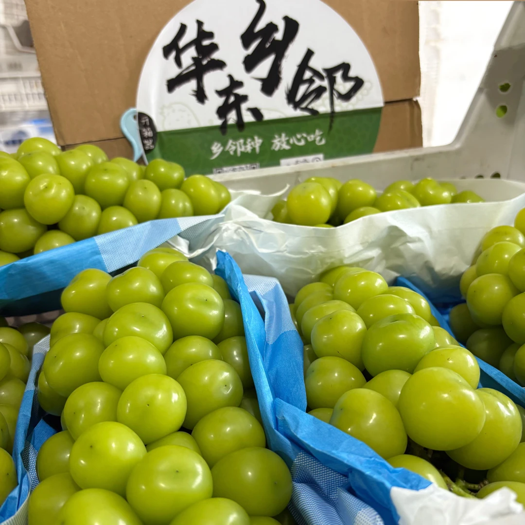 【阳光玫瑰现摘现发】脆甜爆汁新鲜果园直发饱满圆润玫瑰香