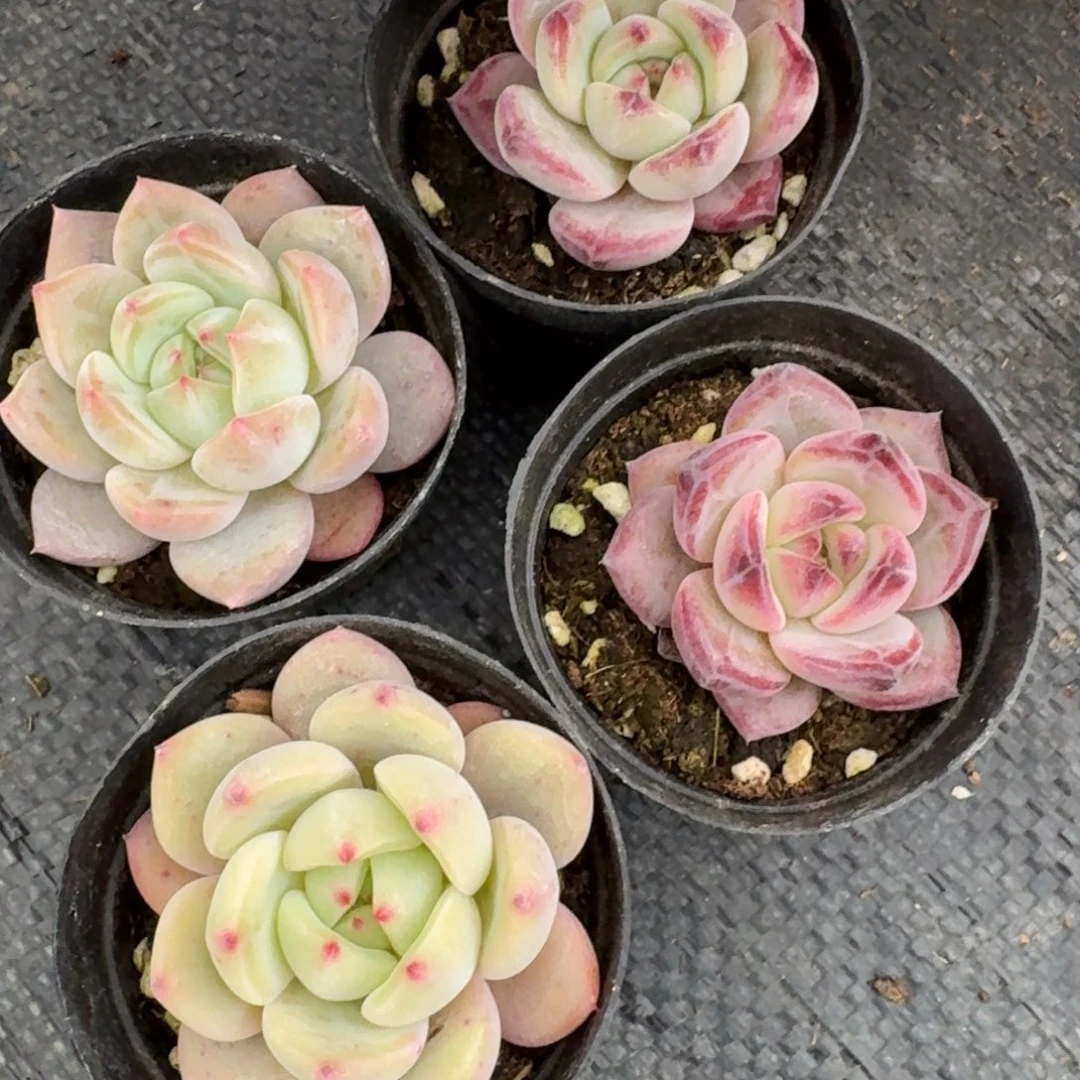 夜魔侠q橙各两颗量拍26-126