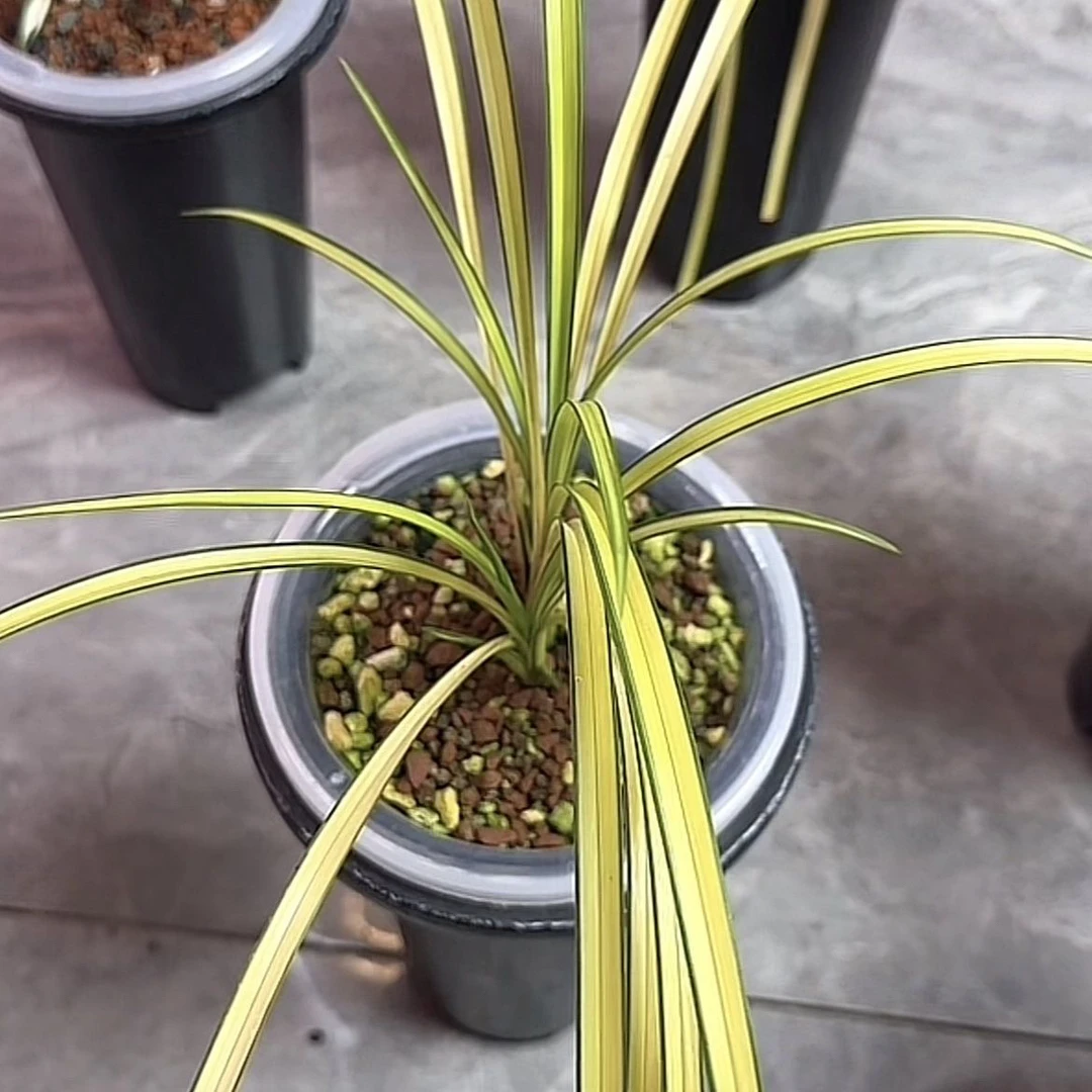 兰花艺草春兰蕙兰建兰四季兰等多种花卉绿植盆栽