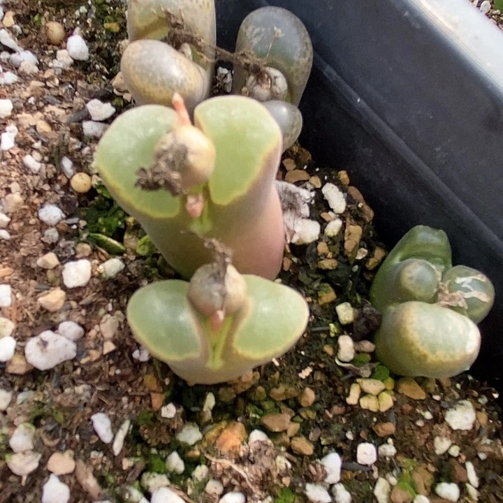 13662一筐风铃有伤