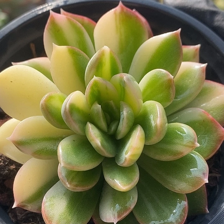 麦达斯锦全拉丝复轮