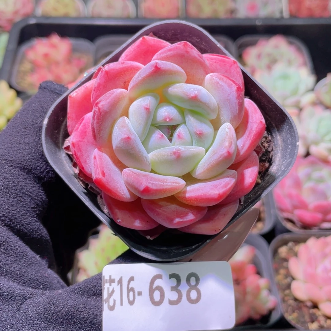 花利美16-638冰糖