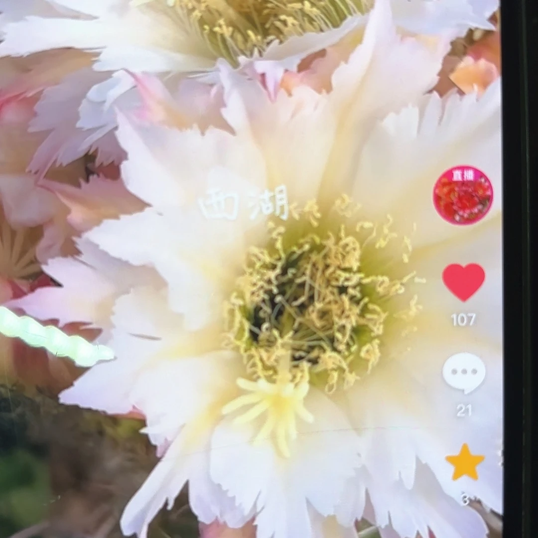 Ts126 侧牙20包邮46