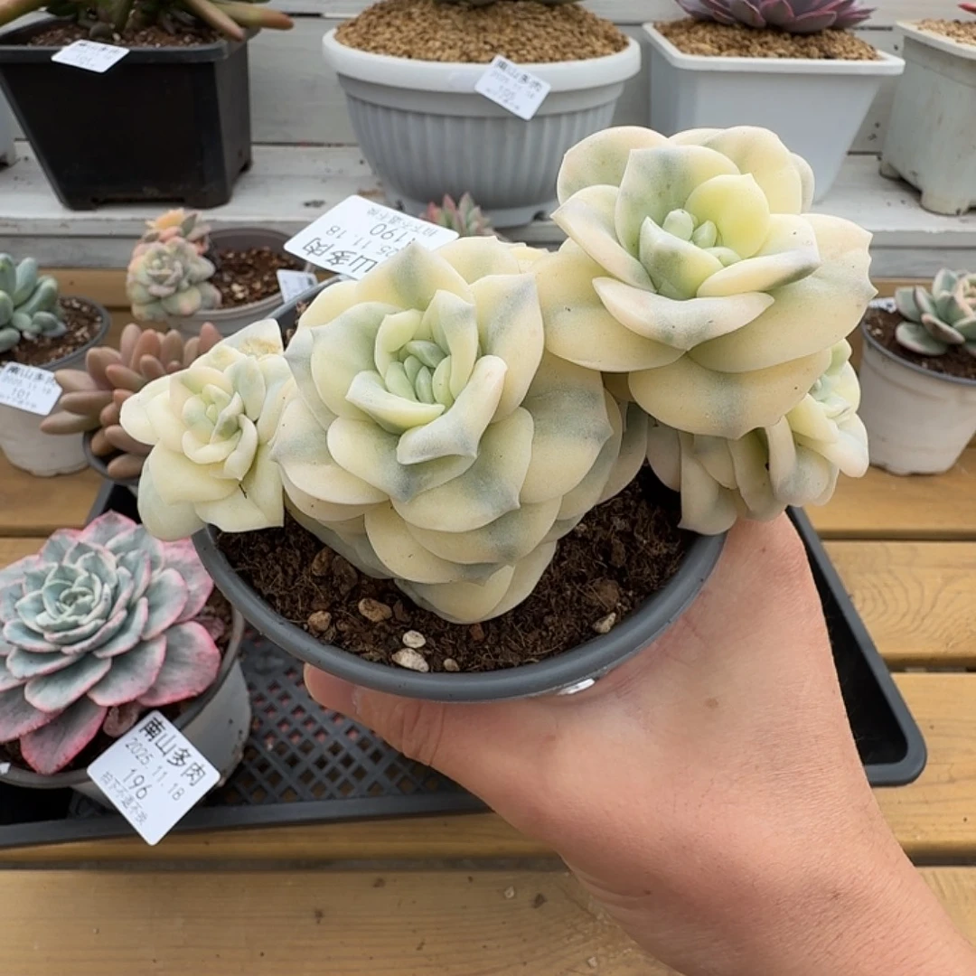 四头可爱玫瑰锦111118-190