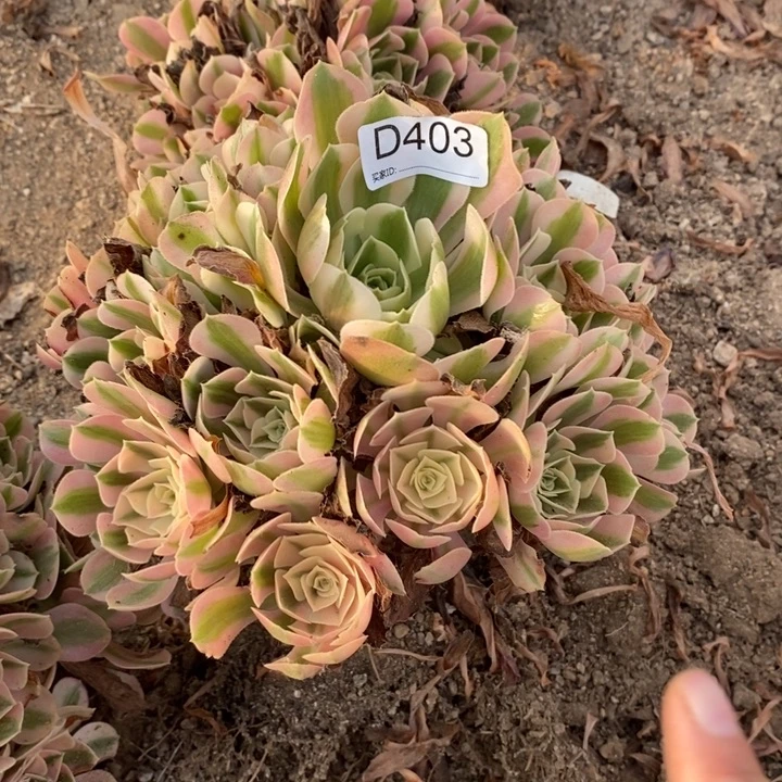 409粉女巫多肉植物