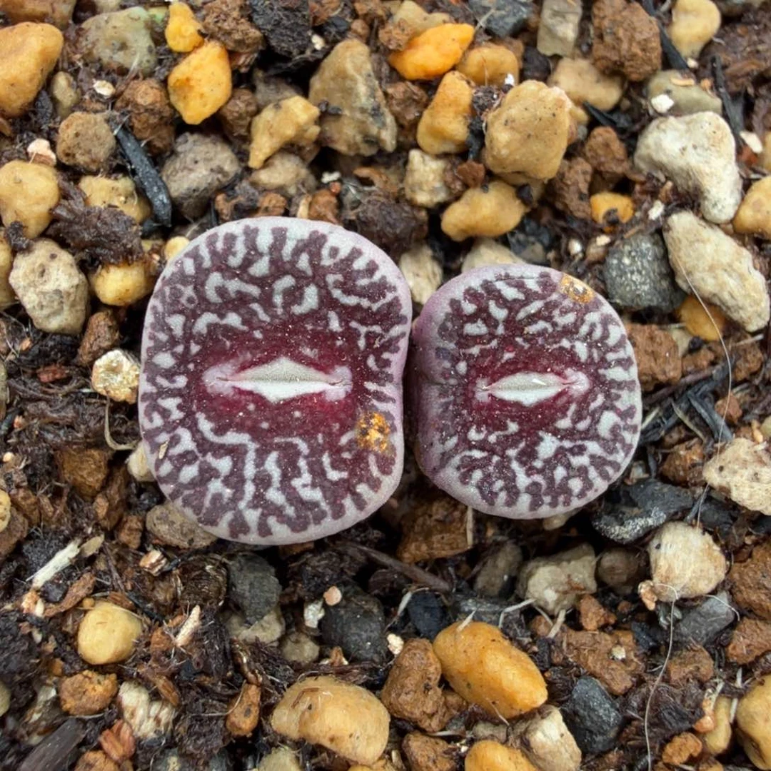 大型墨 11-5-L7。