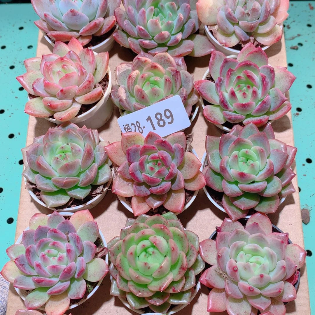 28-189一物一拍多肉带盆18颗
