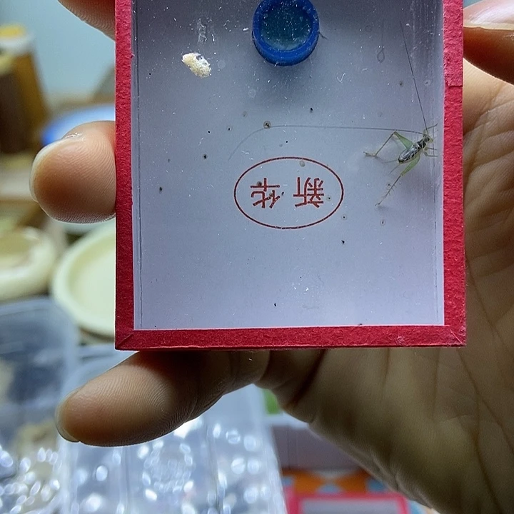 断须翡翠蛉1只包邮