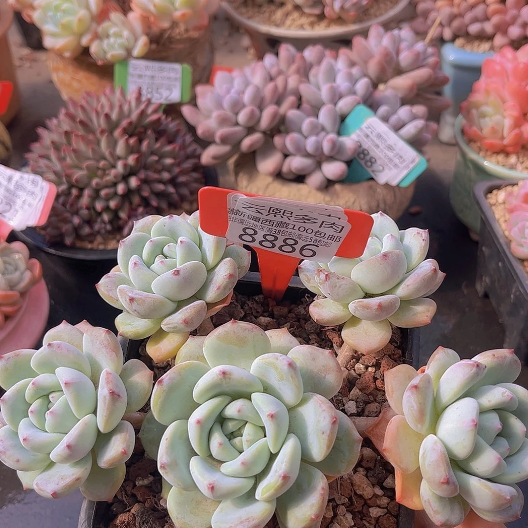 8886望舒多肉植物