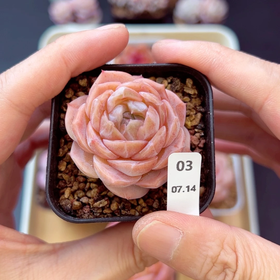 好好看03、哈哈哈哈哈